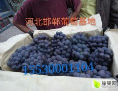 万亩巨峰葡萄便宜出售了