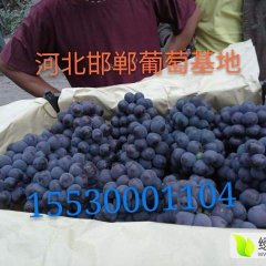 万亩巨峰葡萄便宜出售了