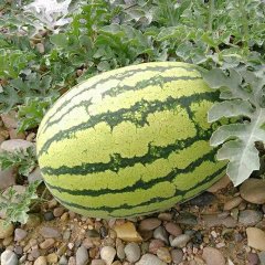 靖远硒砂瓜是从石头缝里长出来的大西瓜