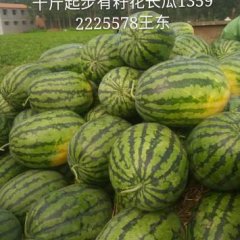 河南周口市扶沟县吕潭乡春光62西瓜