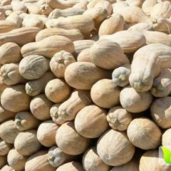 湘鄂蔬果农业合作社 南瓜俏销
