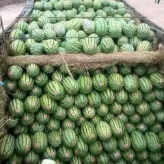 甘肃硒砂瓜(小龙)诚信合作