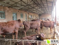 山西忻州长期出售优质西门塔尔牛，夏洛莱牛，