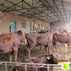 山西忻州长期出售优质西门塔尔牛，夏洛莱牛，