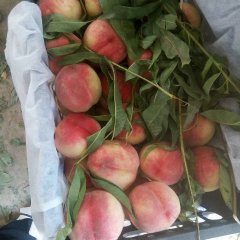 万荣红不软毛桃大量出售中，有美脆