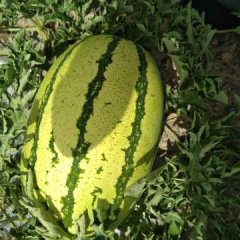 甘肃靖远县高湾乡素有