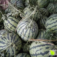 大河南通许西瓜（美都）8424西瓜大量上市口嘎嘎