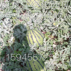 黑龙江省绥化市红旗乡西瓜种植基地