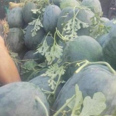 河南通许20多万亩龙卷风上市了，花无籽、美都等