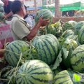 中国露天西瓜最大种稙基地