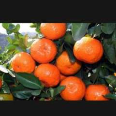 长沙红星水果市场小杰专业代销砂糖橘