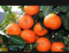 长沙红星水果市场小杰专业代销砂糖橘