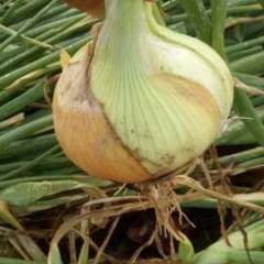 辽宁凌海圆葱西瓜质量上乘