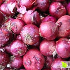 河北尚义紫皮洋葱现货大量供应质优价廉