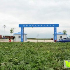 甘肃会宁金城5号西瓜营养丰富