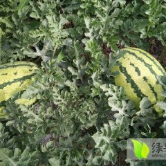 2017会宁硒砂瓜西瓜 近万亩的旱沙地西瓜