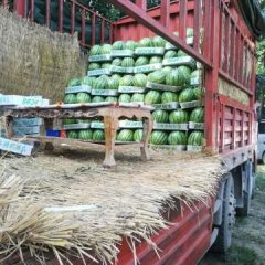 扶沟县吕潭乡是全国有名的西瓜种植基地