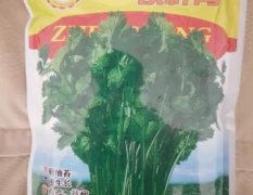 山东聊城铁杆青中叶香菜种子销售全国多个省市