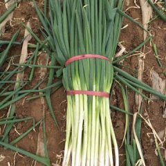 内黄县井店镇李兵刚