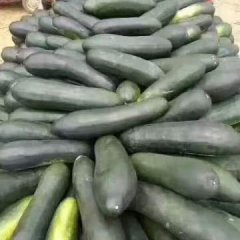 子弹头黑皮冬瓜8分一斤15斤打底