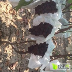 陕西葡萄大量上市 夏黑葡萄