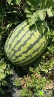 2017太康万亩花豹供应，直升苗，头瓜