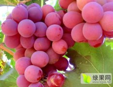 陕西大荔自产红提葡萄，本家的红提葡萄