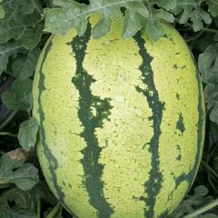 2017会宁西瓜 金花一号，金城五号