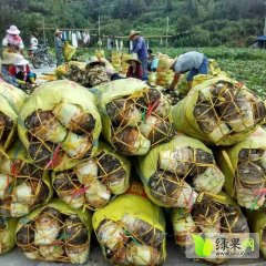 江西抚州南丰县槟榔芋种植基地