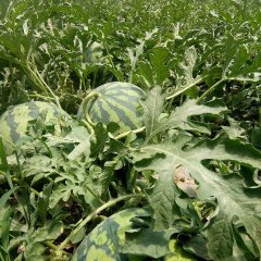 甘肃庆阳宁县麒麟西瓜 时长7月至10月
