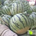 通许西瓜8424甜蜜蜜，市场上货快
