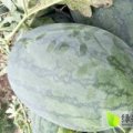 河南通许龙卷风西瓜火热上市