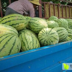陕西定边金华一号西瓜价格适宜