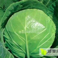 河北沽源中甘21甘蓝早买早赚