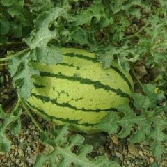 甘肃省白银市丰抗西瓜