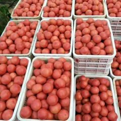 内蒙宁城大城子招西红柿客商