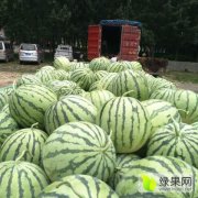 河南扶沟春光62西瓜欢迎合作