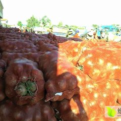 2018年甘肃靖远红皮洋葱大量上市