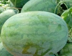 7-9月份临近上市 大量出售有籽西瓜