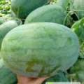 7-9月份临近上市 大量出售有籽西瓜