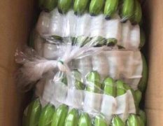 2017南宁香蕉 大量供应广西香蕉