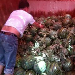 山西忻府绿霸西瓜品种齐全，价格公道