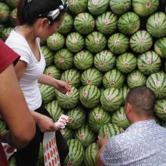 内蒙古翁牛特旗冠龙种植面积大约在四万亩左右