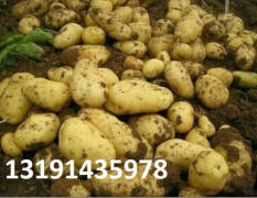 武川大量土豆，品种有夏菠蒂 克新一号