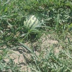 翁牛特旗沙壤瓜 西瓜个大 口感极佳