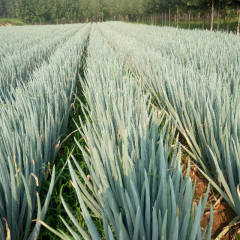 山东安丘铁秆大葱质量好，秆高