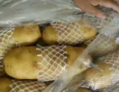 肥城荷兰十五土豆冷库预定，代购，代销等业务