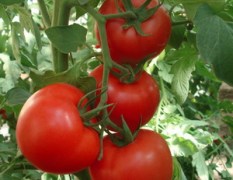 山东莘县以色列西红柿生产基地