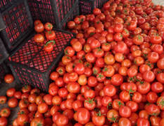 山东莘县几十万亩大红西红柿大量上市