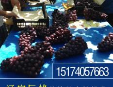 北宁巨峰葡萄产地，大量出售新鲜葡萄。